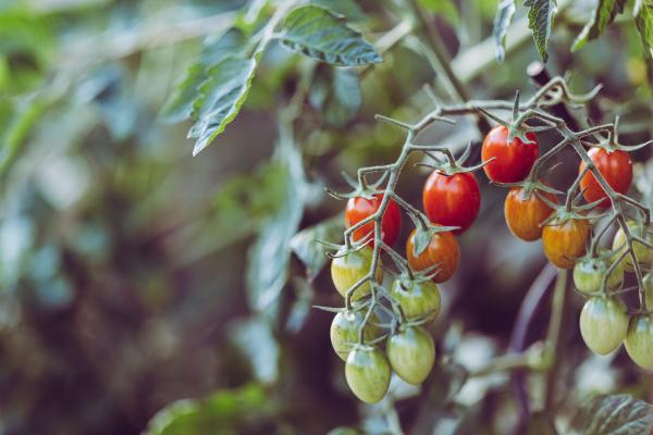 tomatoes on vine, McDonald Garden Center