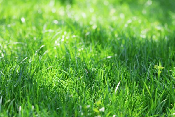 Fescue - The Grass of Fall, McDonald Garden Center