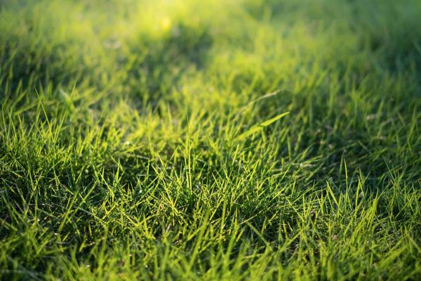 Our Guide to Grass Plugs