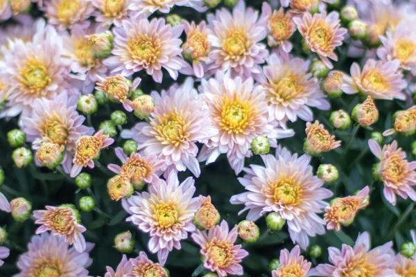 Mums 101, McDonald Garden Center