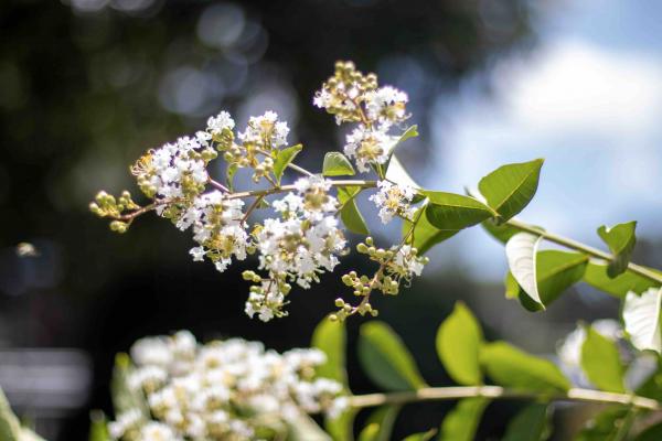 Crazy for Crepe Myrtles! , McDonald Garden Center 