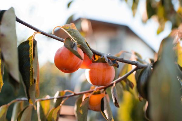 Everything You Need to Know About Growing Persimmons