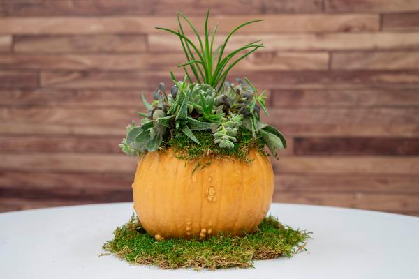 Succulent Pumpkin