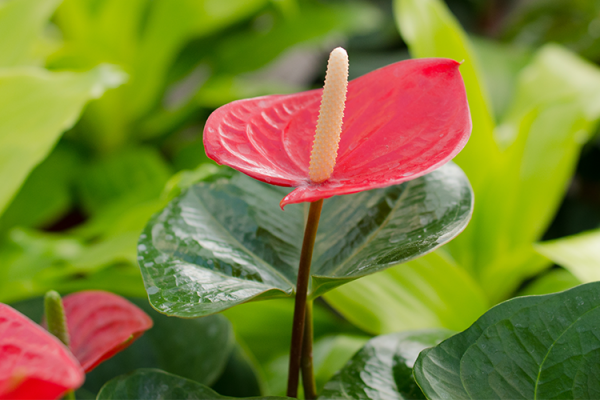 Aroid Plants, McDonald Garden Center