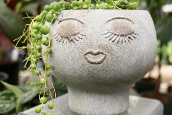 Plant in pot