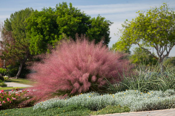 Perennials, McDonald Garden Center 