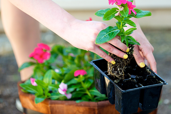 Container Gardening, McDonald Garden Center