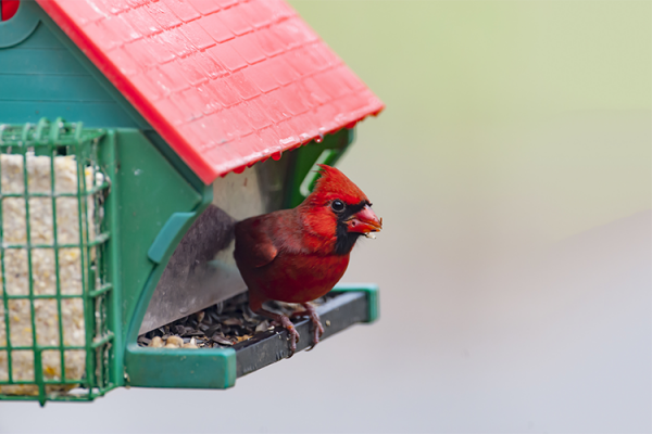 Birdhouse