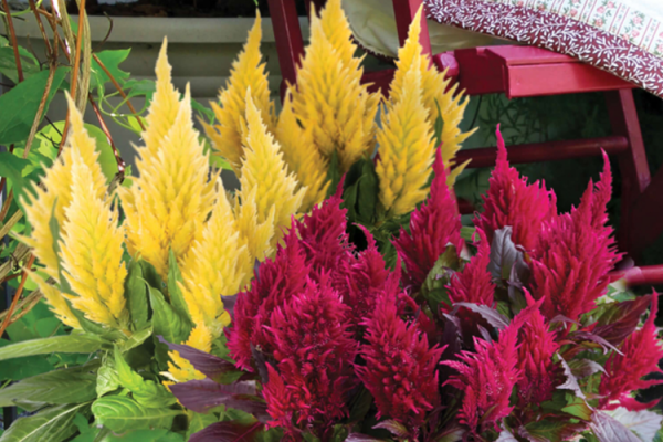 Annuals, McDonald Garden Center 