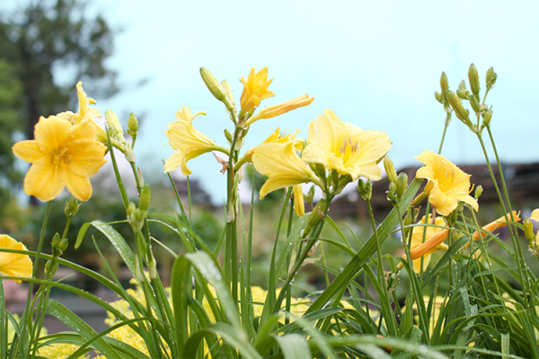 Perennials, McDonald Garden Center 