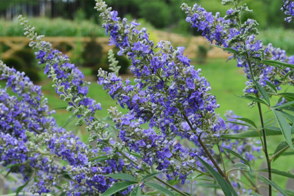 Trees & Shrubs, McDonald Garden Center 