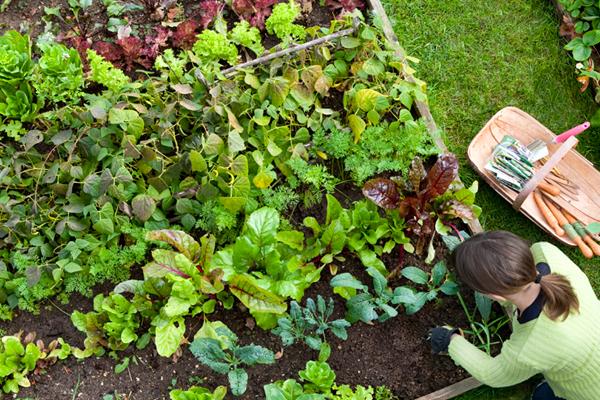 Fall Veggie Garden