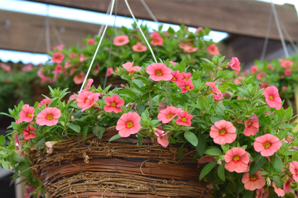 Top Ten Annuals, McDonald Garden Center 