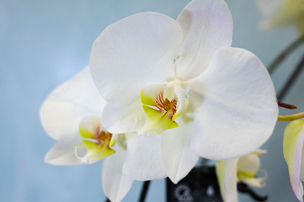 Houseplants, McDonald Garden Center