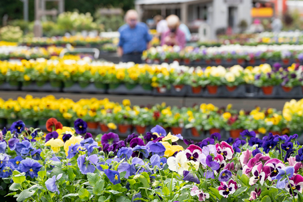 Pansies