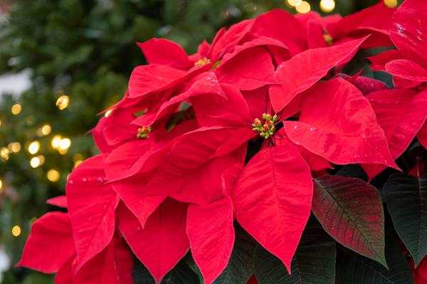 Holiday Houseplants, McDonald Garden Center 