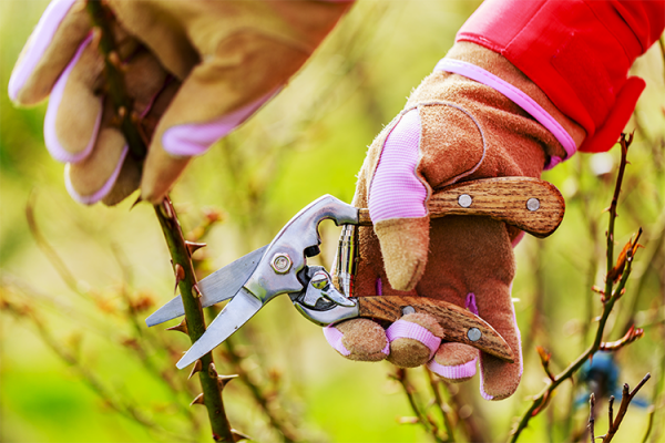 Pruning