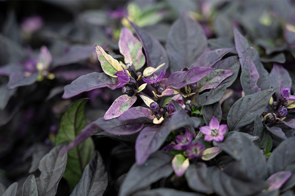 Ornamental Peppers, McDonald Garden Center