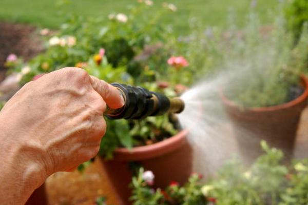 Watering Plants