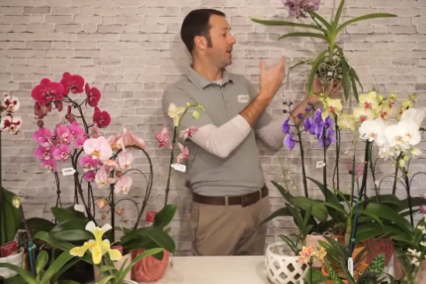 Intro to Orchids Video Frame