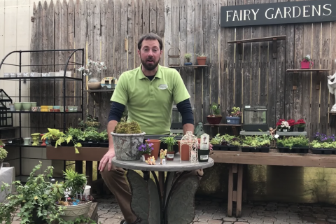 Fairy Gardening How-to's