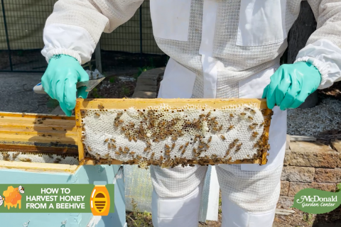 mike getting honey from beehive