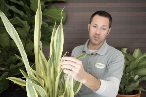 Pruning Houseplants, McDonald Garden Center