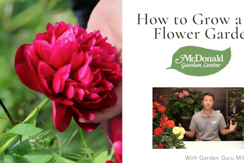 A Garden Bouquet for Mom - How to Grow a Cut Flower Garden, McDonald Garden Center