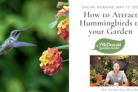 How to Attract Hummingbirds to Your Garden, McDonald Garden Center