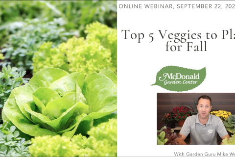 Top 5 Veggies to Plant for Fall