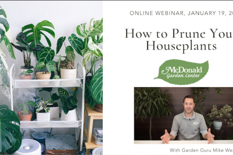 How to Prune Your Houseplants