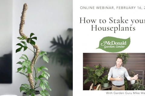 How to Stake your Houseplants