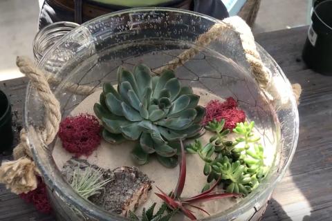 Terrarium Photo