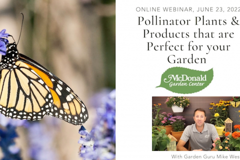 Pollinator Plants and Products that are Perfect for Your Garden, McDonald Garden Center