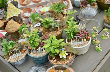 Fairy Gardens