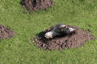 Moles & Voles