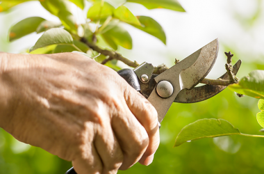 Pruning 101