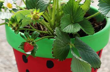 Kids' Strawberry Planting & Pot Painting 